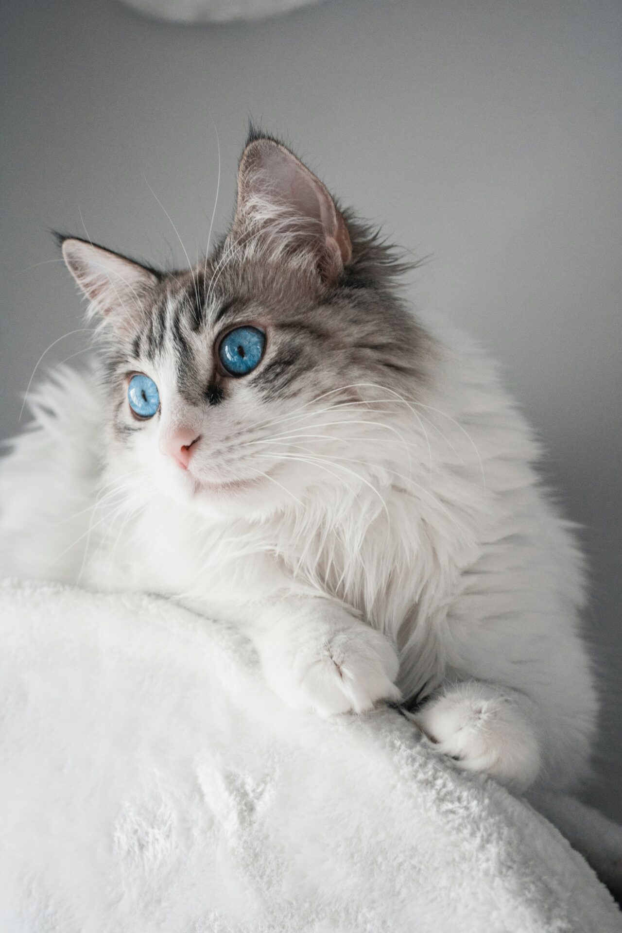 Why groomers require proof of current rabies vaccination