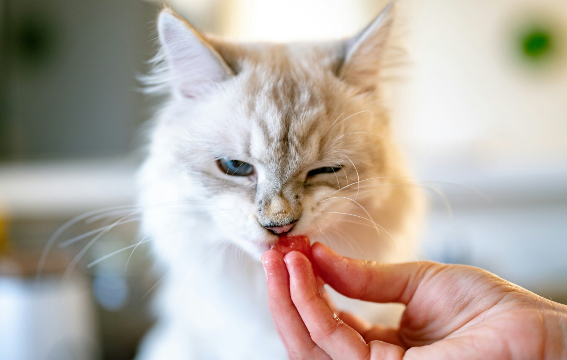 Cat taking a pill