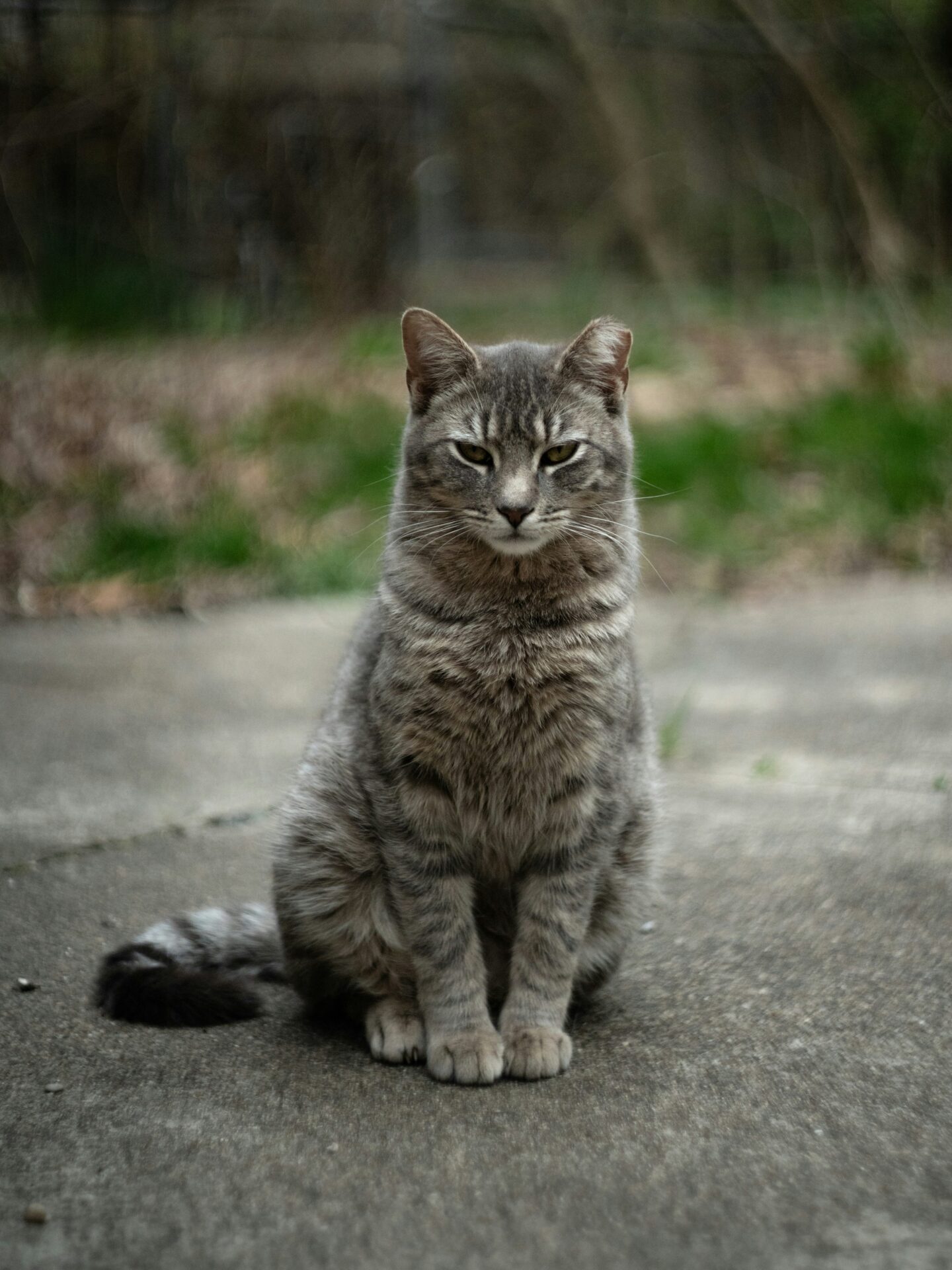 cat with a clipped ear