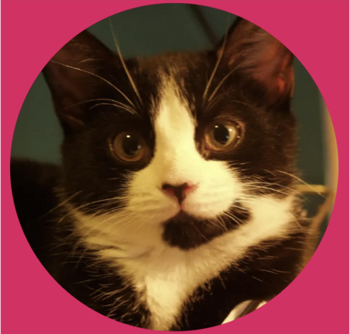 LolaBelle, Chief Kitten Officer, Caticures To Go