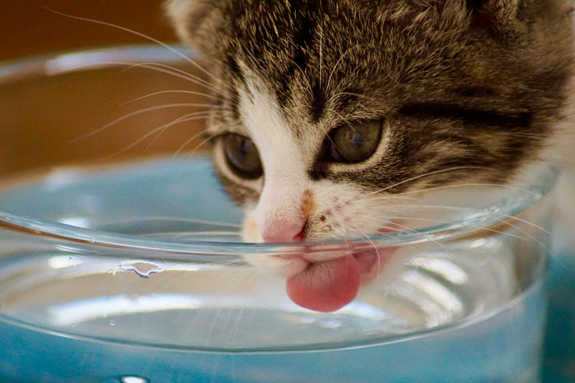 cat drinking water from a bowl during a heatwave