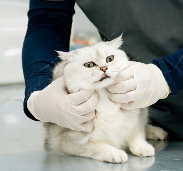 cat exam at a cat-only veterinarian
