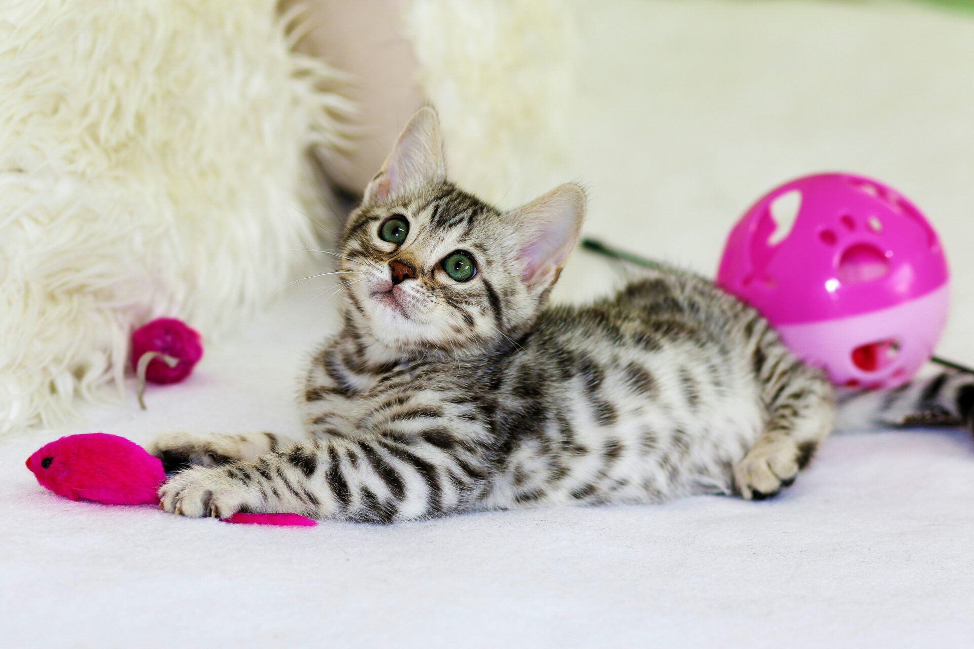 cat playing with cat toys