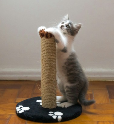 cat using a scratching post