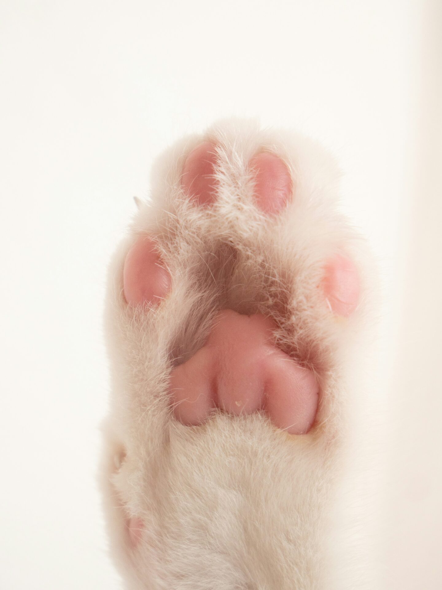 clean and healthy cat paw