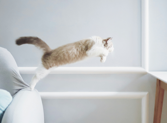 cat zoomies